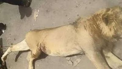 الانتهاء من الدفن الآمن لجيفة الأسد الذي افترس حارسه بالفيوم 