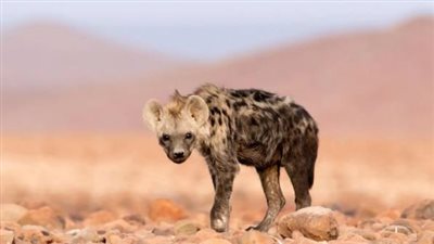 في مصر بمنطقة نائية.. ظهور حيوان آكل لحوم بشر منقرض من 5 آلاف سنة 