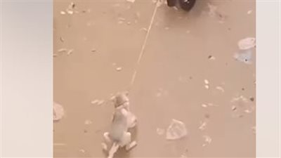 القبض على شخص ربط كلبا بدارجته النارية وسحله بالمنيا