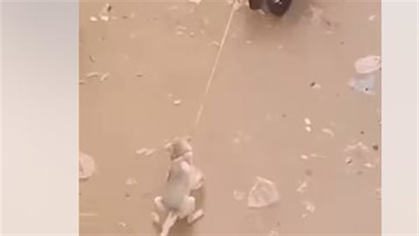 سحل كلب - تعبيرية