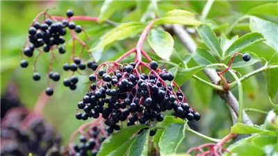 فوائد التوت الأسود لـ نزلات البرد.. تعرف عليها