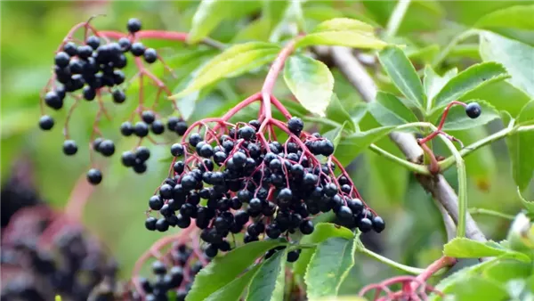  التوت الأسود