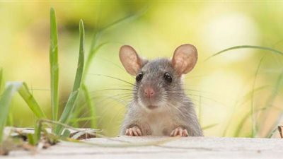 نهش حيواني.. الطب الشرعي ينفي وجود شبهة جنائية في وفاة رضيعة بسوهاج