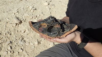 لأول مرة.. البعثة الإسبانية بالأقصر تكشف عن بيض محنط لطائرة أبو منجل | صور 