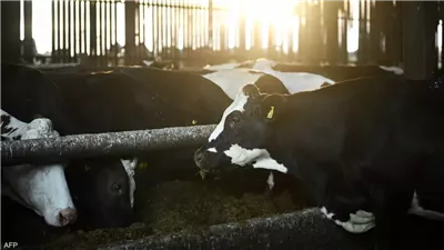 رصد سلالة جديدة من إنفلونزا الطيور في الأبقار بولاية نيفادا الأمريكية