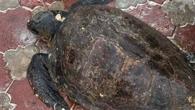 البيئة تنقذ سلحفاة بحرية بشاطئ النخيل في الإسكندرية.. وتسلمها لمحمية أشتوم الجميل