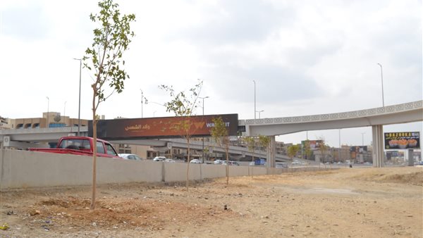 الأشجار المزروعة