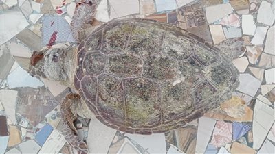التعليم العالي: اكتشاف سلحفاة بحرية نافقة بشاطئ النخيل ونقلها لتحنيطها بمتحف الإسكندرية