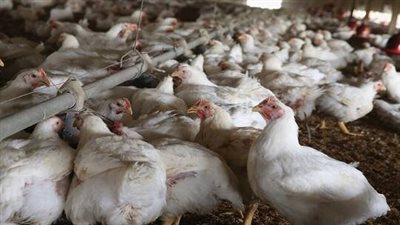 المكسيك تخفف الحظر التجاري على الدجاج البرازيلي