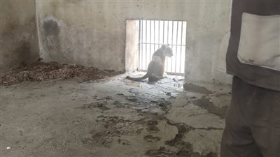 رعد ولوسي خلفوا.. ولادة أول شبل في تاريخ حديقة الحيوان ببني سويف 