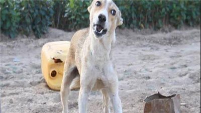 كلب ضال يهاجم 4 أشخاص في الوادي الجديد.. ونقل المصابين إلى المستشفى