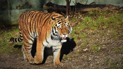 نمر يفترس مدربه أمام أسرته خلال عرض جماهيري في ولاية أوكلاهوما الأمريكية