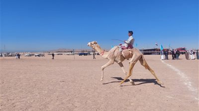 بمشاركة 10 قبائل.. انطلاق فعاليات سباق الهجن التنشيطي بطور سيناء