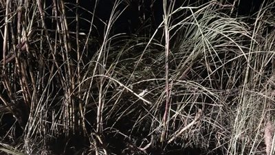 مُزارع يتهم عاملًا بإشعال النار في فدانين من محصول القصب بسوهاج