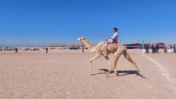 سباق الهجن التنشيطي