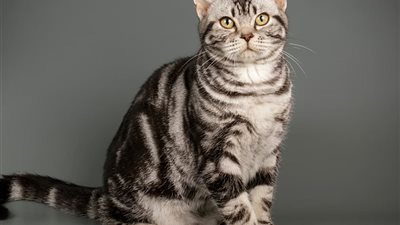 أمراض قد تنقلها لك القطط وكيفية الوقاية منها.. اهتم بالنظافة الشخصية