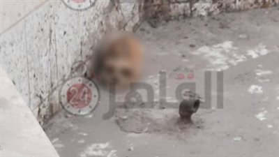 العثور على جمجمة بشرية داخل نافورة في حي الأربعين بالسويس | بث مباشر