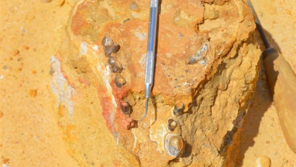 إكتشاف جامعة المنصورة