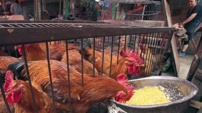 سيدة من ولاية وايومنج الأمريكية تدخل المستشفى بسبب أنفلونزا الطيور في ثالث حالة مؤكدة بين البشر