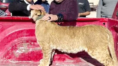 بعد ضبطه بأحد محطات السفاري بالغردقة.. إيداع «شبل أسد» لإحدى دور الرعاية على ذمة التحقيقات| صور