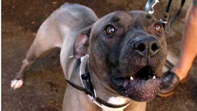 خلال نومها.. كلب بيتبول ينهي حياة صغيرة إيطالية 