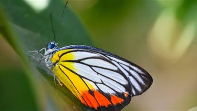 بسبب تحدي عبر الإنترنت.. وفاة مراهق بالبرازيل بعد حقن ساقه بسائل فراشة ميتة