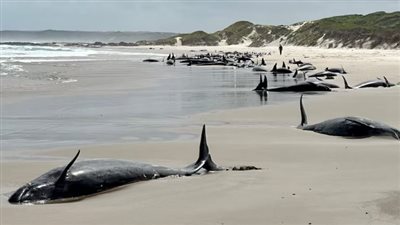شبيهة بالحيتان القاتلة.. جنوح جماعي لـ 150 دولفين لأحد شواطئ أستراليا 
