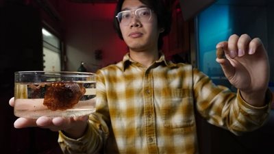 دراسة: جوز المالفا يساعد في التئام الجروح ويحسن الأجهزة الطبية