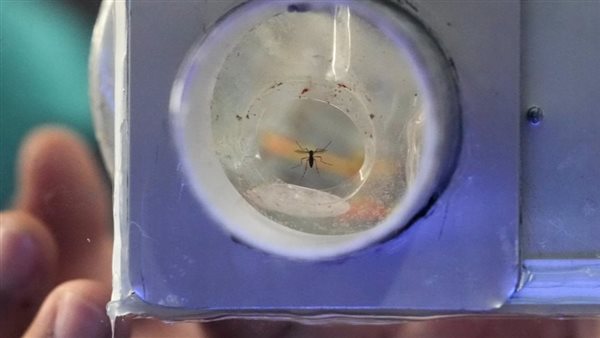 البعوض - أرشيفية