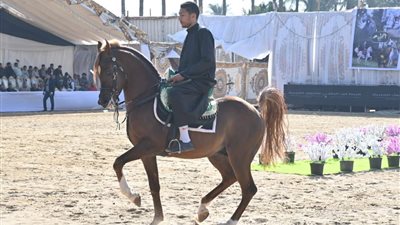 ختام مهرجان الخيول العربية الـ 18 في البحيرة اليوم