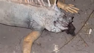 تسبب في ذعر المواطنين.. تفاصيل العثور على حيوان إيجوانا نافق بمدينة بورفؤاد | بث مباشر