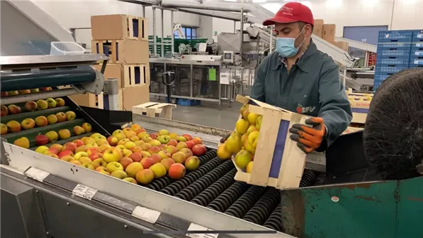 صادرات زراعية 