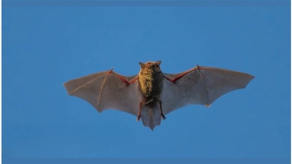 الخفافيش ـ تعبيرية