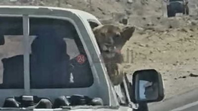 للمرة الثانية خلال أسبوع.. ضبط أسد صغير داخل كابينة قيادة سيارة بالغردقة | بث مباشر