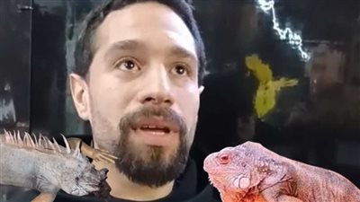 اسمه شوكت.. صاحب حيوان الإيجوانا يكشف أسباب العثور عليه نافقًا | صور وفيديو