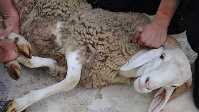 المغرب يمنع ذبح إناث الأغنام والماعز لمدة عام