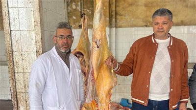 عنده الصفراء.. بيطري كفر الشيخ تعدم عجلًا يزن 350 كيلو| صور