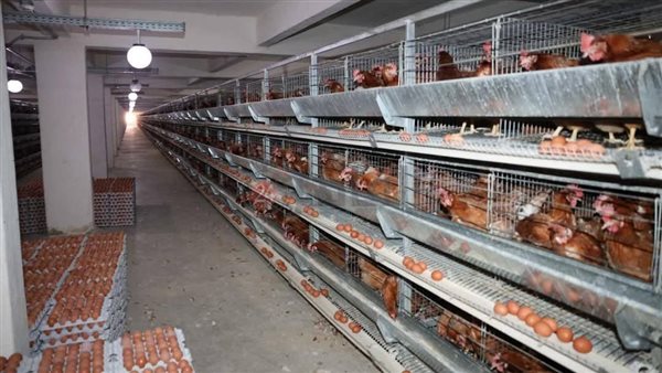 مزارع الدواجن قرية