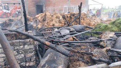 تفحم 16 رأس ماشية إثر حريق في قرية السوالم بدمياط