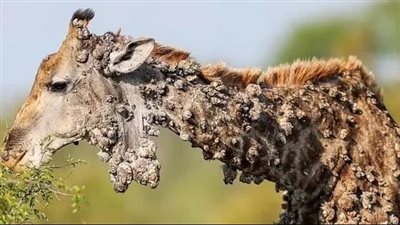 زرافة تعاني من مئات الآفات الجلدية بسبب مرض فيروسي نادر يصيب الأبقار 