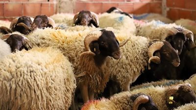 نقص حاد برؤوس الماشية.. المغرب يلغي رسميا أضحية عيد الأضحى لهذه السنة 