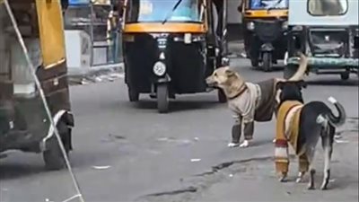 فيديو لكلاب ترتدي الملابس بشوارع حدائق القبة لحمايتهم من البرد يثير الجدل
