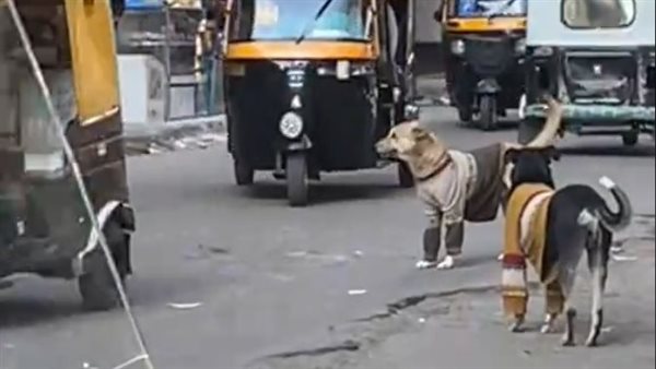 مقطع من فيديو لكلاب