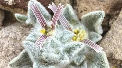 الشيطان الصوفي.. اكتشاف نوع جديد من النباتات لأول مرة منذ 50 عاما