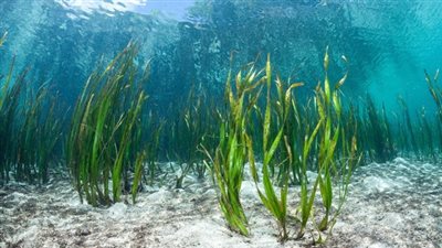 في اليوم العالمي للحشائش البحرية.. تعرف على أهميتها