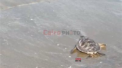 في اليوم العالمي للحياة البرية.. إعادة السلحفاة عز إلى حياتها البحرية بعد علاجها ببورسعيد