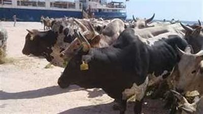 خلال عيد الأضحى.. توزيع لحوم 35 عجل بلدي على 44 قرية بسوهاج