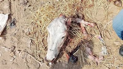 ضبط شخص خلال إلقاء رؤوس حمير في مجرى مائي بالمنوفية.. ومصدر: اللحوم مخصصة لأسود السيرك