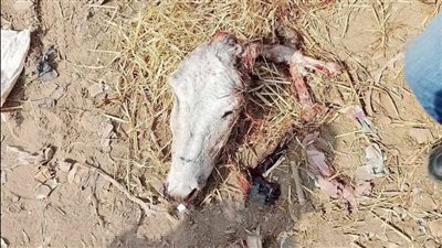 مخصصة لأسود السيرك.. تفاصيل ضبط شخص خلال إلقاء رؤوس حمير في مجرى مائي بالمنوفية | بث مباشر