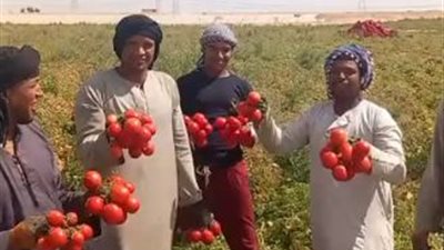 وزير الزراعة: زيادة أسعار الطماطم لـ 25 جنيهًا مؤقتة.. ورش المحصول بمادة الإيثيل عارٍ من الصحة